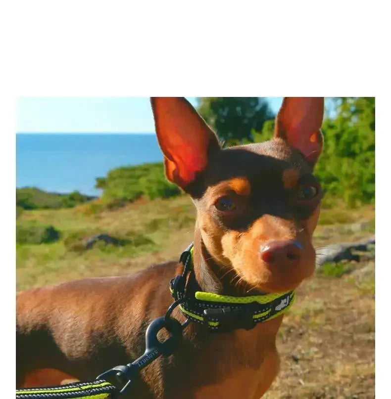 Odblaskowa obroża dla psa z paskami odblaskowymi, regulowana, oddychająca tkanina, idealna na nocne spacery.